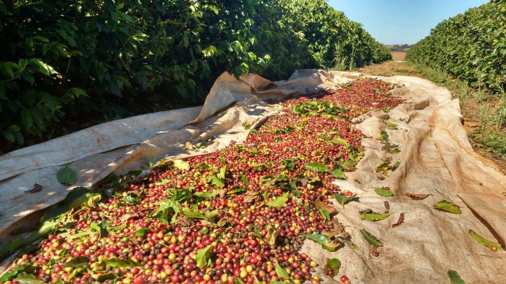 Coffee harvest in Cerrado, Brazil.