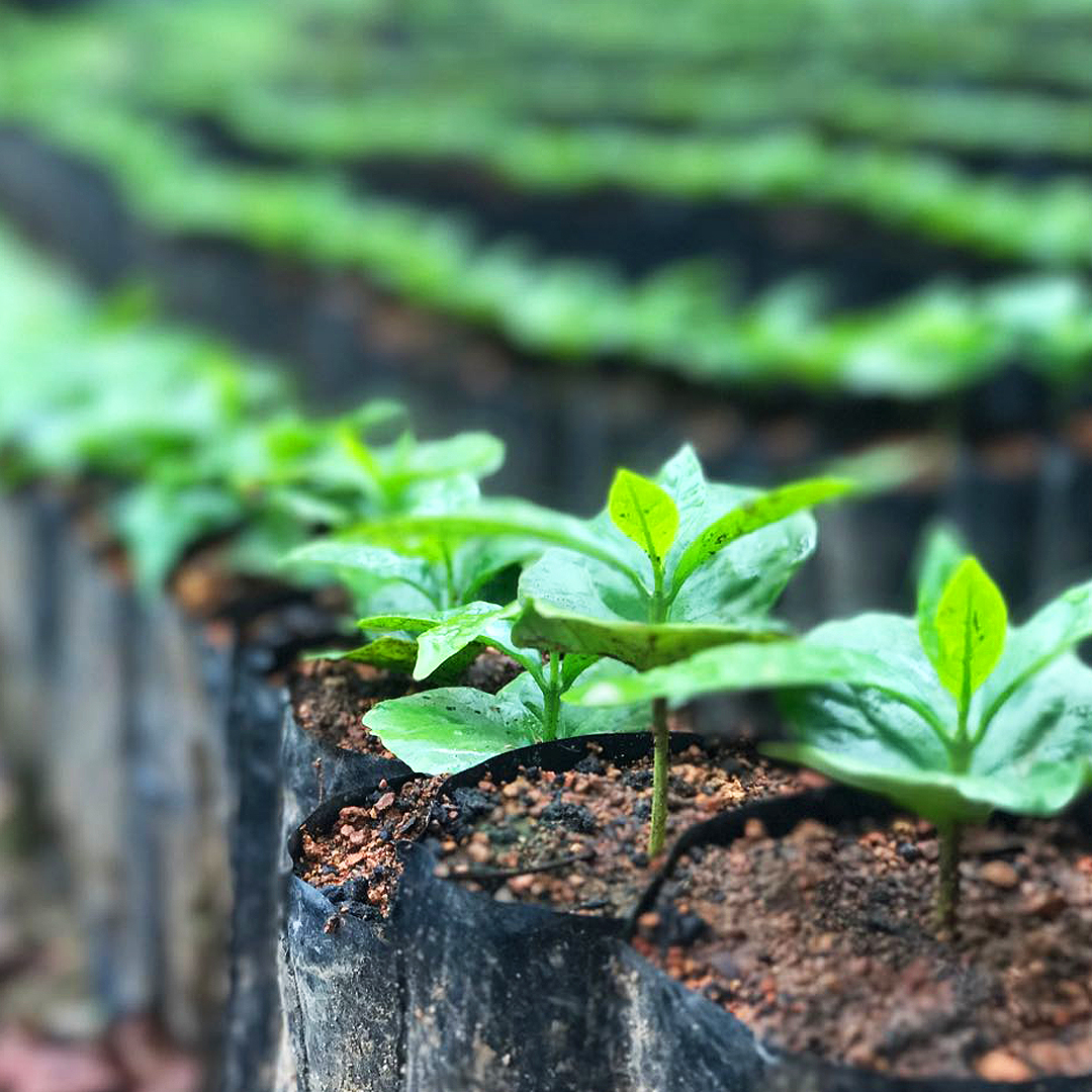 Costa Rica coffee plant nursery