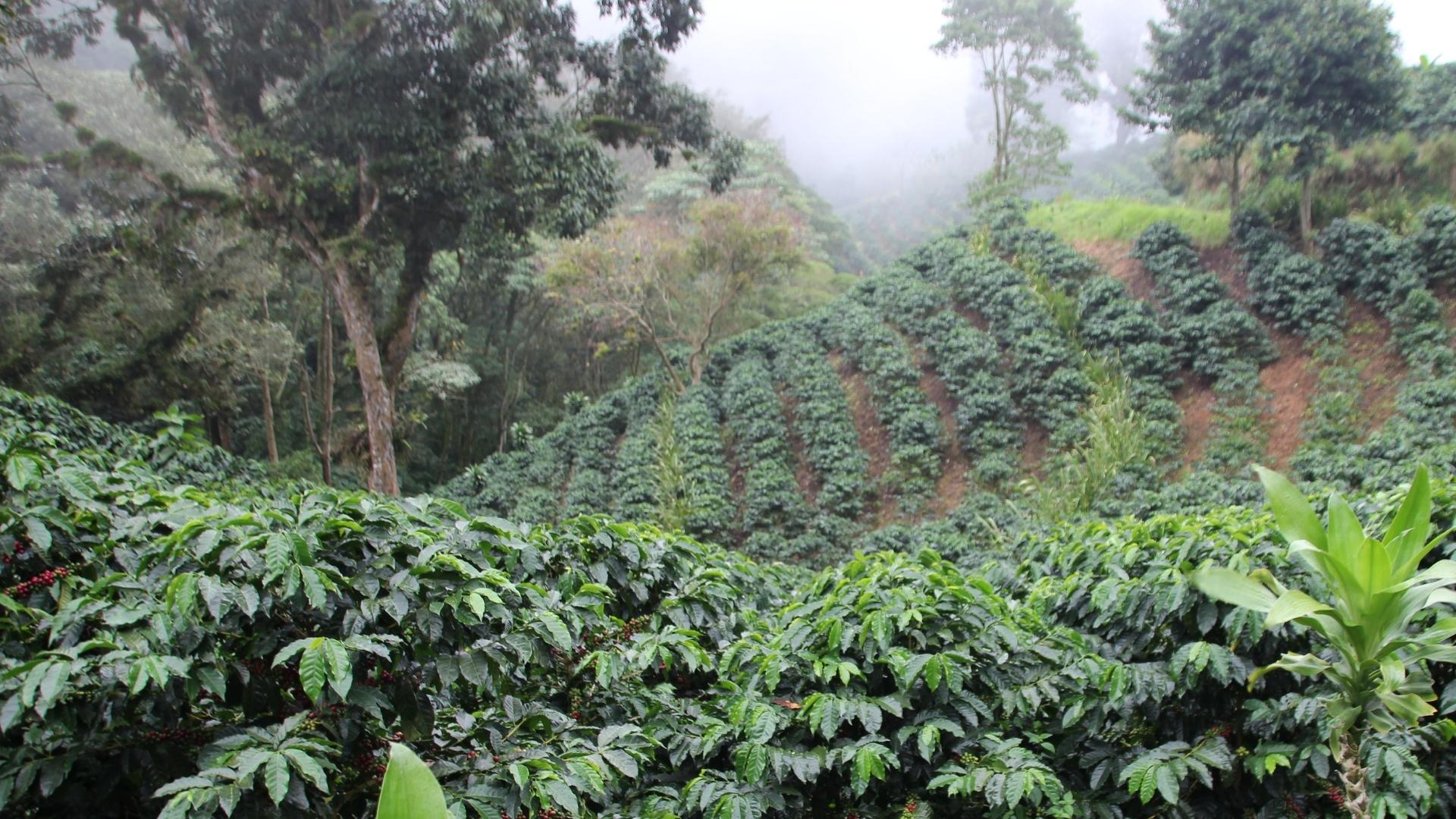 Nicaragua coffee farm and trees