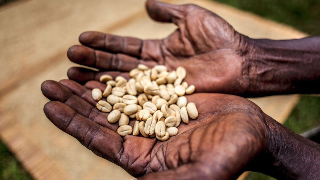 Coffee farmer hands holding unroasted coffee beans
