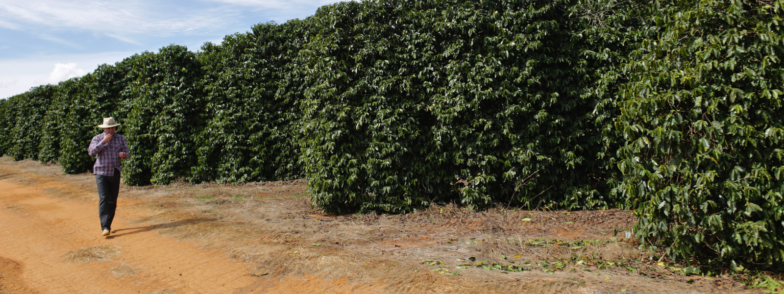 Coffee farm in Brazil