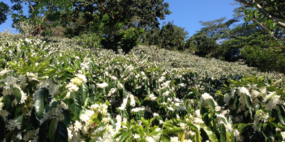 Coffee plants flowering in Costa Rica