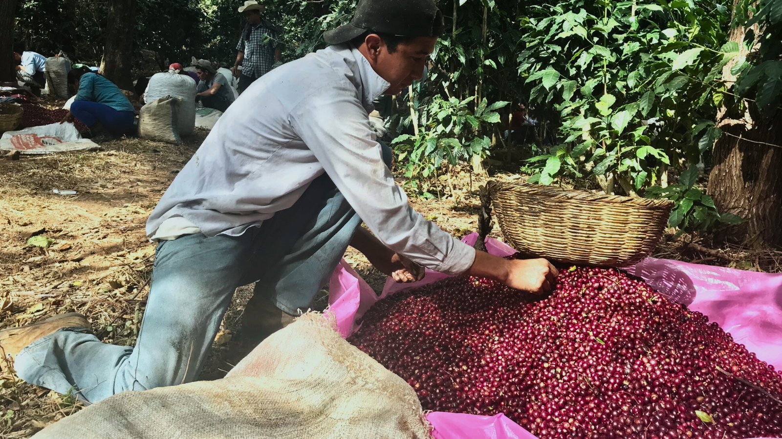 El Salvador picker during harvest