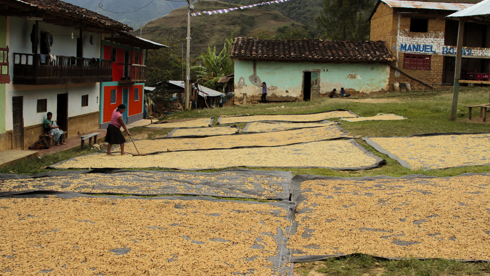 Peruvian farmer drying coffee on patios in Peruvian village