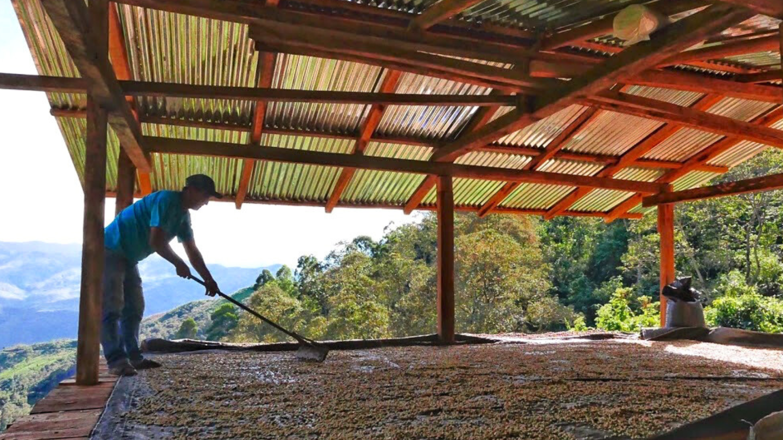 Peruvian coffee farmer drying coffee on top of mountain
