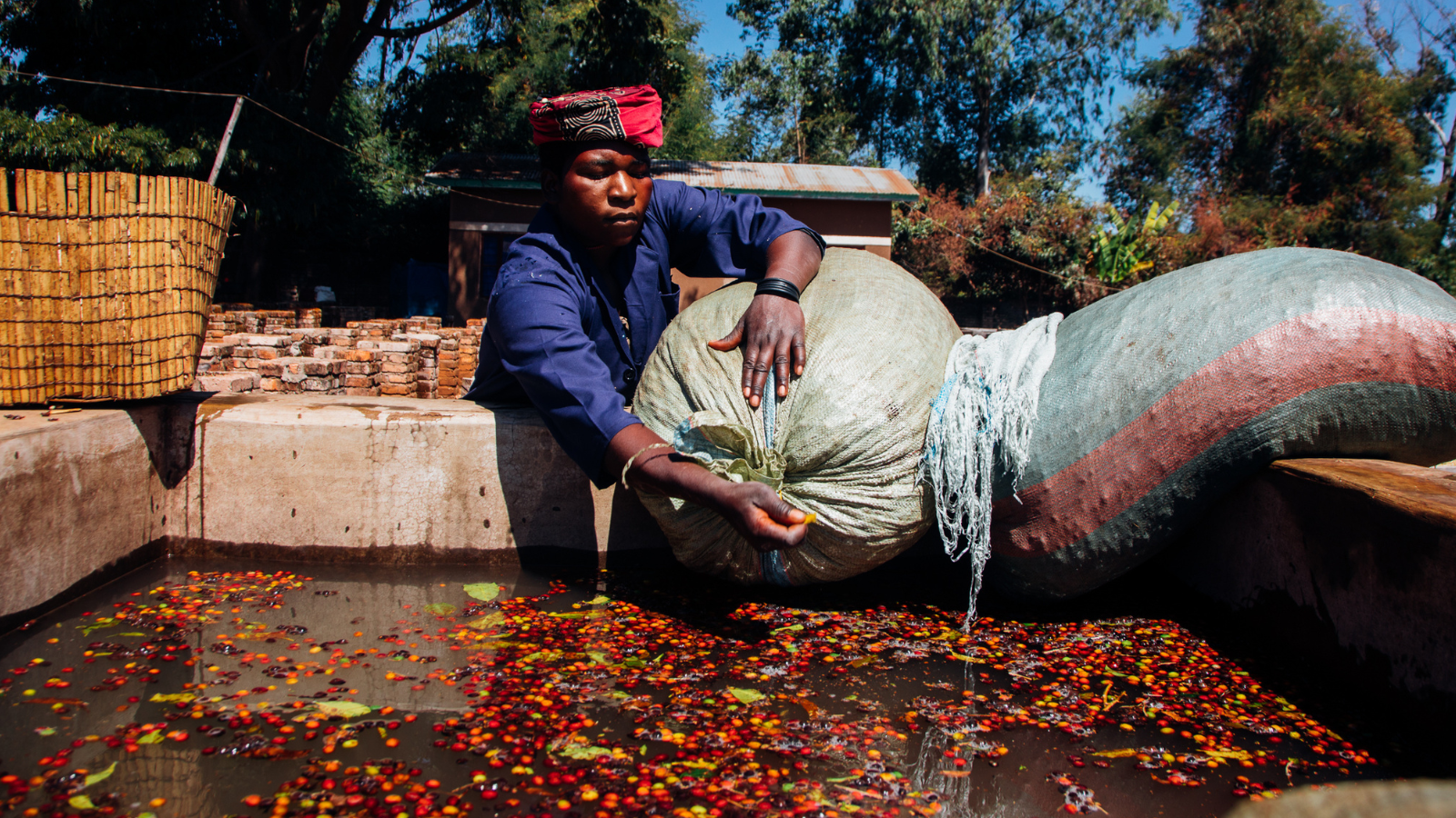 Floating coffee cherries for quality at a wet mill in Tanzania