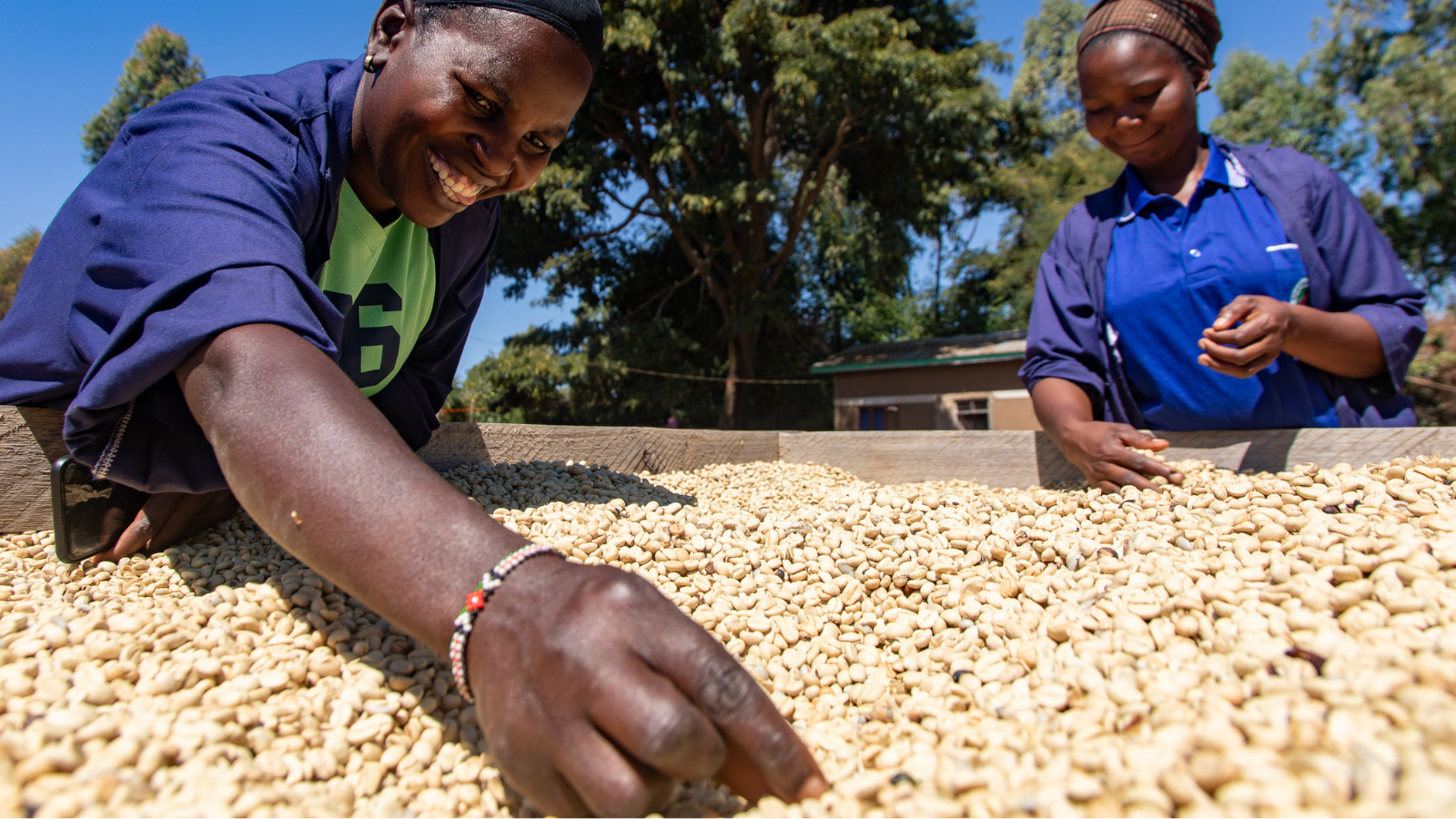Two people hand sorting washed coffee at on raised beds at a coffee mill in Tanzania