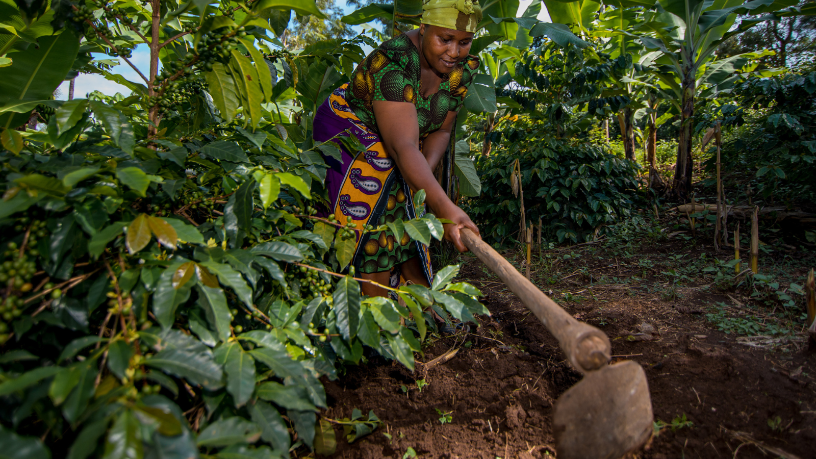 Tanzanian coffee farmer