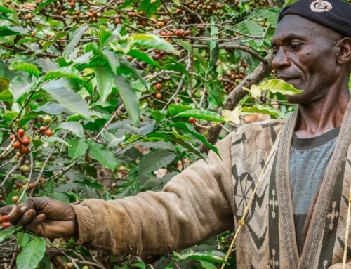Tanzanian Coffee Revealed | Complex, Rich, and Flavorful