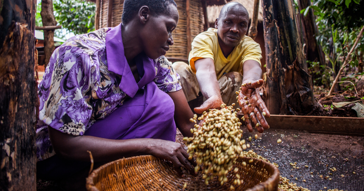 Ugandan coffee farmers with washed coffee