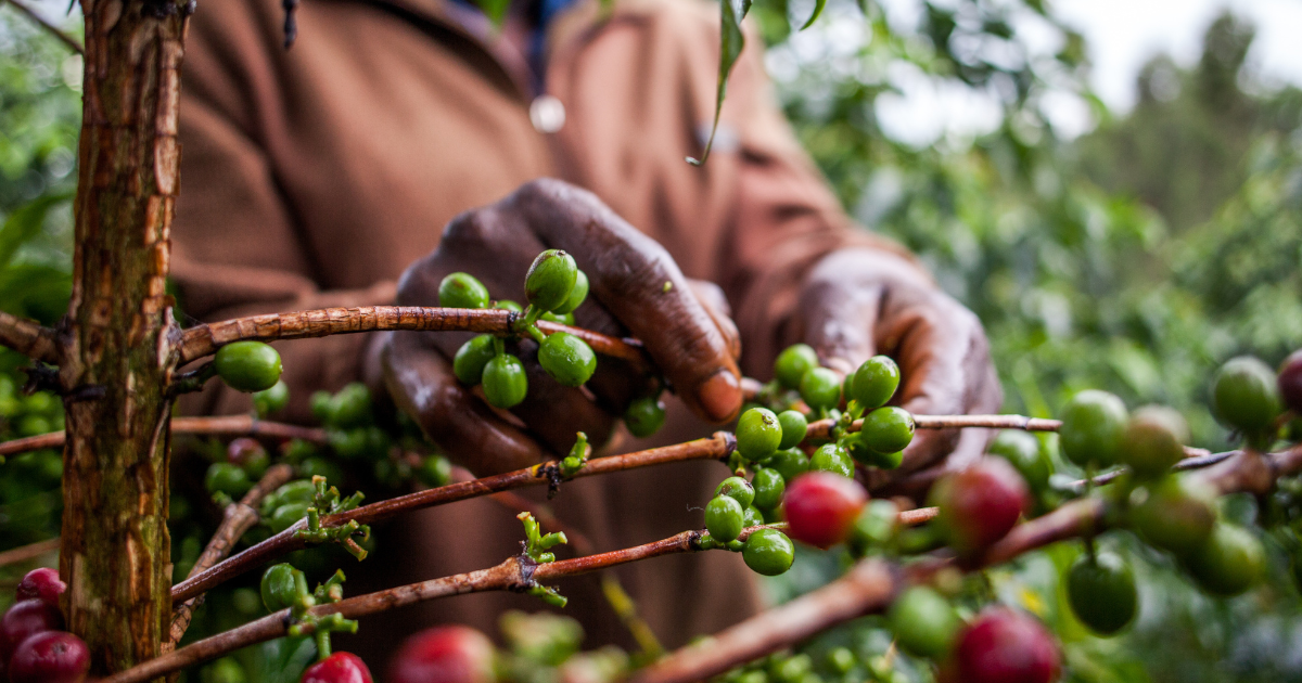 Picking ripe red coffee cherries in Uganda