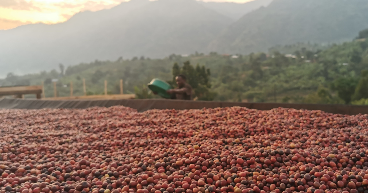 Pouring coffee cherries onto raised beds in Uganda