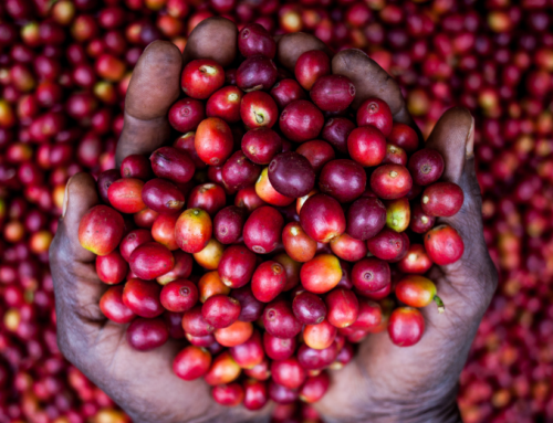 Uganda Coffee Report 2024 | Unlocking Coffee Excellence