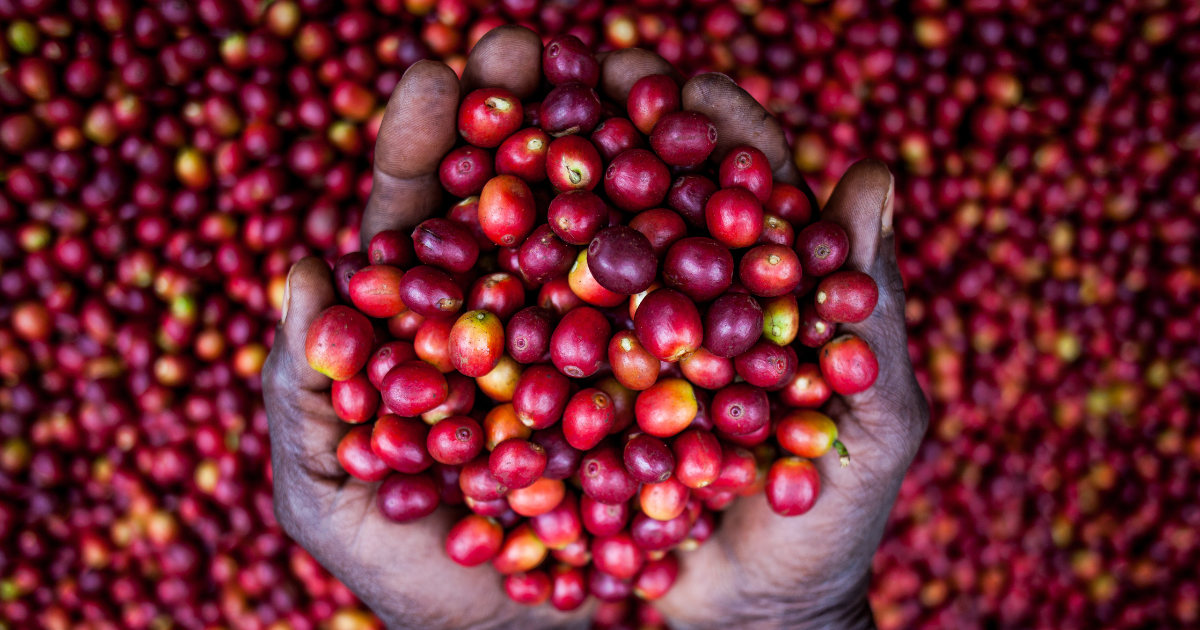 Hands holding ripe red Ugandan Coffee Cherries