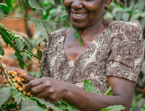 Robusta Coffee Report 2024: Your Guide to Robusta – Past, Present & Future