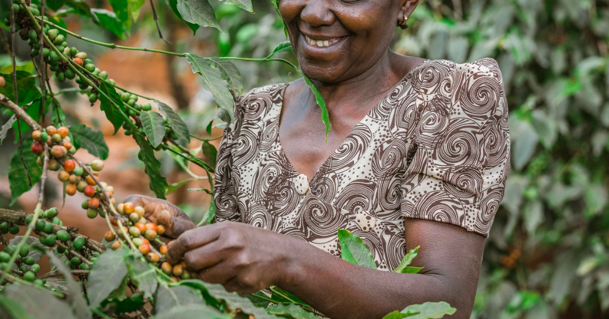 Robusta farmer picking coffee cherries