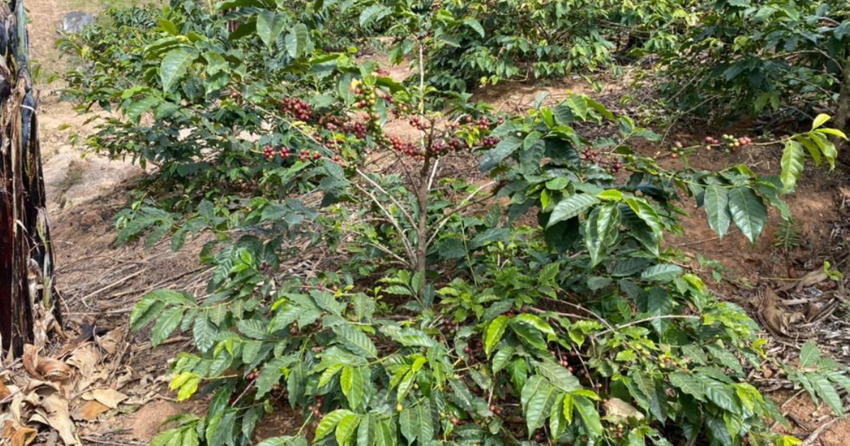 Robusta coffee ripening on a tree